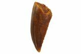 Serrated, Raptor Tooth - Real Dinosaur Tooth #135170-1